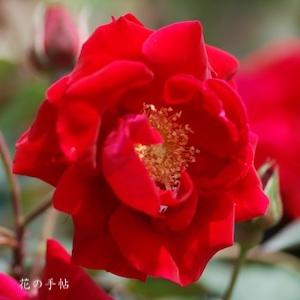バラ　コモドーレ｜花の手帖のバラ図鑑