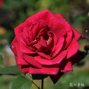 バラ　コンラッド ヘンケル｜花の手帖のバラ図鑑