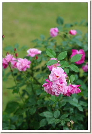 バラ　コウシンバラ（庚申茨）（Rosa chinensis）｜花の手帖のバラ図鑑