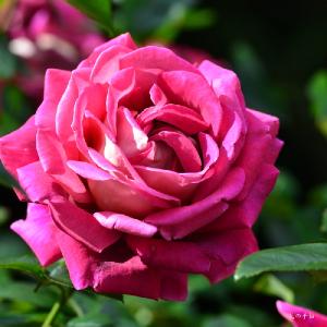 バラ　クローネンブルグ（ROSE　Kronenbourg）｜花の手帖のバラ図鑑