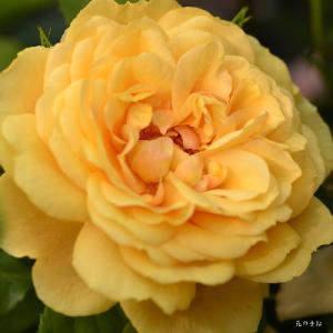 バラ　ラベルポー（La Belle Peau）｜花の手帖のバラ図鑑