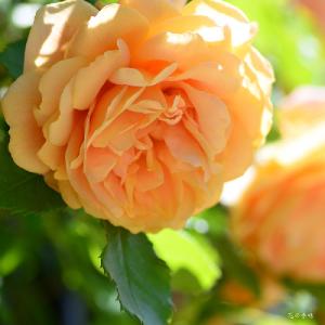 バラ　ラベルポー（La Belle Peau）｜花の手帖のバラ図鑑