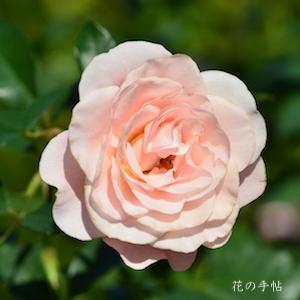 バラ　レース（Lace）｜花の手帖のバラ図鑑