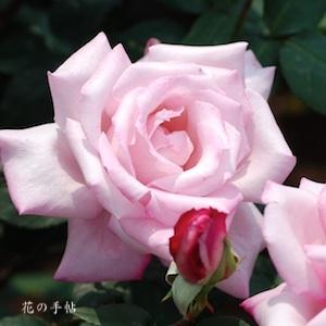 バラ　レディ ラック｜花の手帖のバラ図鑑