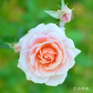バラ レディメイアンディナ Rose Lady Maillandina ミニバラ 00品種 の薔薇を作出者 交配親などのデータと美しい写真で紹介する花の手帖のwebバラ図鑑