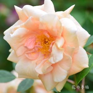 バラ　レディ ロバーツ｜花の手帖のバラ図鑑