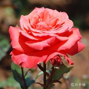 バラ　レディ ローズ｜花の手帖のバラ図鑑
