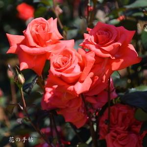 バラ　レディ ローズ｜花の手帖のバラ図鑑