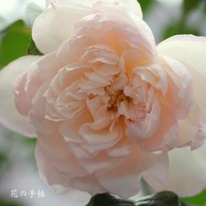 バラ　レディ ユーナ｜花の手帖のバラ図鑑