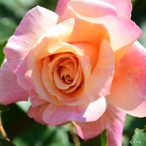 バラ　ラホイユ（La Jolla）｜花の手帖のバラ図鑑