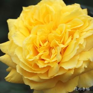 バラ　ランドラ（Landora）｜花の手帖のバラ図鑑