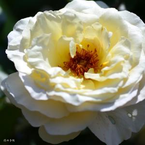 バラ　ラベルラ（La Perla）｜花の手帖のバラ図鑑