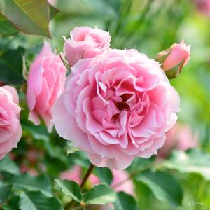 バラ　ラ ローズ ボルドー（La Rose Bordeaux）｜花の手帖のバラ図鑑