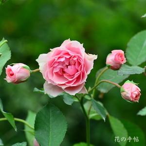 バラ　ラ ローズ ボルドー（La Rose Bordeaux）｜花の手帖のバラ図鑑