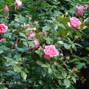 バラ　ラ ローズ ドゥ モリナール（La Rose de Molinard）｜花の手帖のバラ図鑑