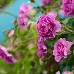 バラ　ラヴァンデパルフュメ（Lavende Parfumee）｜花の手帖のバラ図鑑