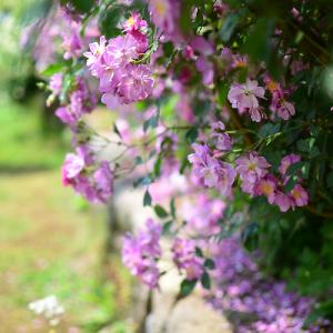 バラ　ラベンダー ドリーム（Lavender Dream）｜花の手帖のバラ図鑑