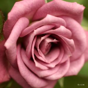 バラ　ラベンダー コルダーナ（Lavender Kordana）｜花の手帖のバラ図鑑