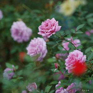 バラ　ラベンダー レース（Lavender Lace）｜花の手帖のバラ図鑑