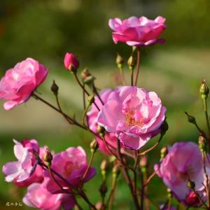 バラ　ラベンダーメイディランド（Lavender Meidiland）｜花の手帖のバラ図鑑