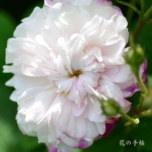 バラ　レダ｜花の手帖のバラ図鑑