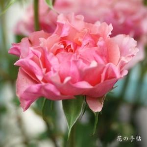 バラ　レトワール｜花の手帖のバラ図鑑