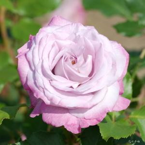 バラ　ライラックビューティ（Lilac Beauty）｜花の手帖のバラ図鑑