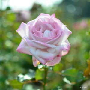 バラ　ライラックビューティ（Lilac Beauty）｜花の手帖のバラ図鑑