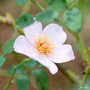 バラ　ライラック チャーム（Lilac Charm）｜花の手帖のバラ図鑑