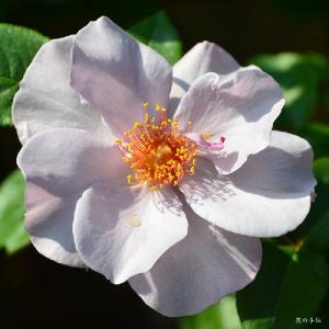 バラ　ライラック チャーム（Lilac Charm）｜花の手帖のバラ図鑑