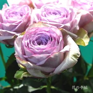 バラ　ライラッククラシック｜花の手帖のバラ図鑑