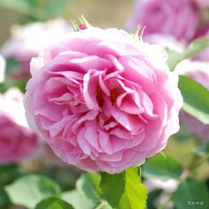 バラ　ライラック ローズ（Lilac Rose）｜花の手帖のバラ図鑑