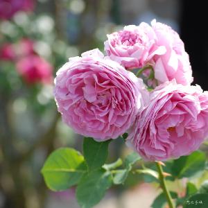 バラ　ライラック ローズ（Lilac Rose）｜花の手帖のバラ図鑑