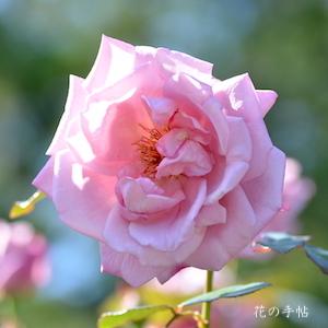バラ　ライラックタイム｜花の手帖のバラ図鑑