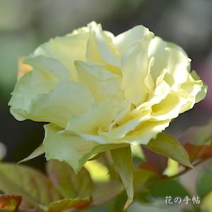 バラ　リンボ（Limbo）｜花の手帖のバラ図鑑