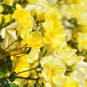 バラ　リモンチェッロ（Limoncell）｜花の手帖のバラ図鑑