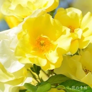 バラ　リモンチェッロ（Limoncell）｜花の手帖のバラ図鑑