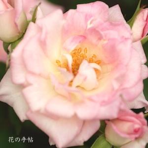 バラ　リトル オパール（Little Opal）｜花の手帖のバラ図鑑