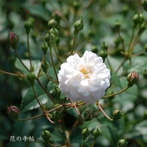 バラ　リトル ホワイトペット（Little White Pet）｜花の手帖のバラ図鑑