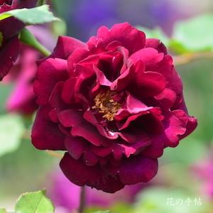 バラ ルイ14セイ ルイ14世 Rose Louis Xiv ハイブリッドパーペチュアル 00品種以上の薔薇 を作出者 交配親などのデータと美しい写真で紹介する花の手帖のwebバラ図鑑