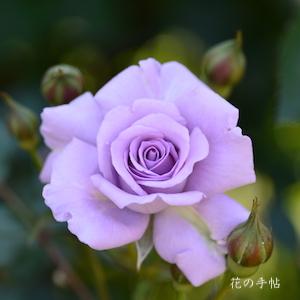 バラ　ラブリー ブルー（Lovely Blue）｜花の手帖のバラ図鑑