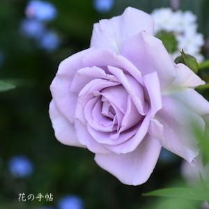 バラ　ラブリー ブルー（Lovely Blue）｜花の手帖のバラ図鑑