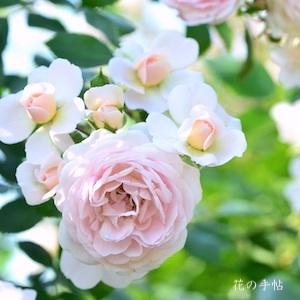 バラ　ラブリー メイアン（Lovely Meilland）｜花の手帖のバラ図鑑
