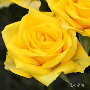 バラ　ルミナス！｜花の手帖のバラ図鑑