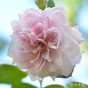 バラ　マジェンタクォーツ（Magenta Quartz）｜花の手帖のバラ図鑑