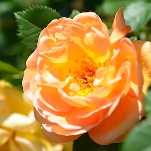 バラ　メイゴールド（Maigold）｜花の手帖のバラ図鑑