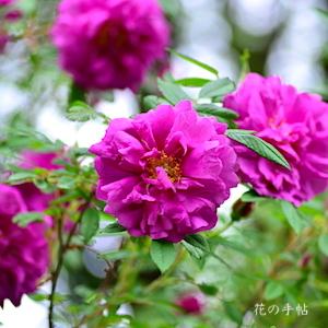 バラ　マイカイ（玫瑰）｜花の手帖のバラ図鑑