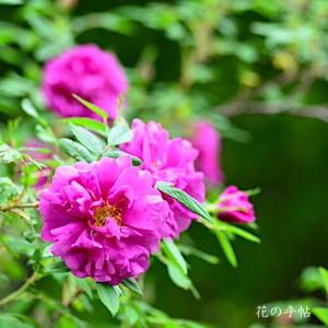 バラ　マイカイ（玫瑰）｜花の手帖のバラ図鑑