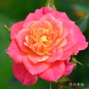 バラ　マンダリン（Mandarin）｜花の手帖のバラ図鑑