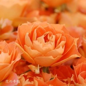 バラ　マンダリン ガーネット（Mandarin Garnet）｜花の手帖のバラ図鑑